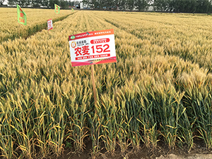 �r(n��ng)��152-С���N��-���P�N�I(y��)