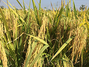 �΃Ƀ�(y��u)212-ˮ���N��-��(r��n)�P(y��ng)�N�I(y��)