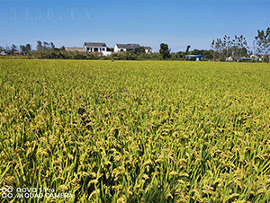 �L(zh��ng)�r(n��ng)��1̖(h��o)-ˮ���N��-��(r��n)�P(y��ng)�N�I(y��)