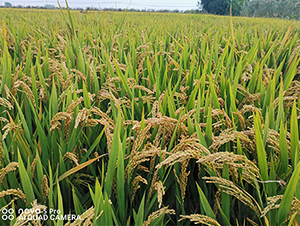 ��(r��n)�P(y��ng)��(y��u)�㾬-ˮ���N��-��(r��n)�P(y��ng)�N�I(y��)