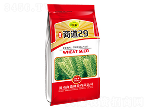 商道29-小麥種子-商道種業(yè)