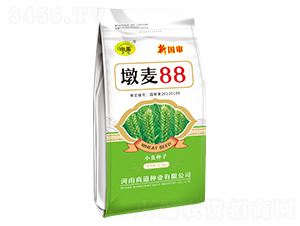 墩麥88-小麥種子-商道種業(yè)