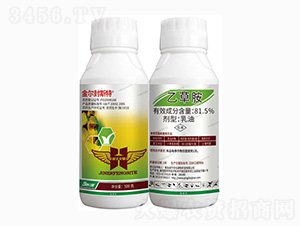 81.5%�Ҳݰ�-�𠖷�˹��-���r(n��ng)��