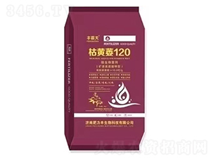 枯黃萎120-豐霸天-冠王花