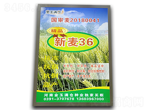 新麥36-小麥種子-金玉滿(mǎn)倉(cāng)