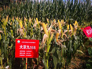 大京九166-玉米種子-大京九種業(yè)