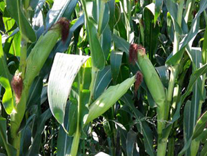 大京九青貯3876-玉米種子-大京九種業(yè)