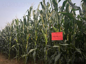大京九青貯3912-玉米種子-大京九種業(yè)