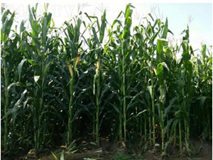 ���r(n��ng)���A208-���׷N��-�󾩾ŷN�I(y��)