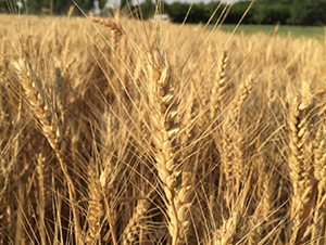 濟(jì)麥22-小麥種子-潤(rùn)農(nóng)種業(yè)