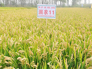 ���r(n��ng)11-ˮ���N��-���r(n��ng)�N�I(y��)