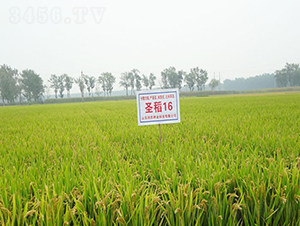 ʥ��16-ˮ���N��-���r(n��ng)�N�I(y��)