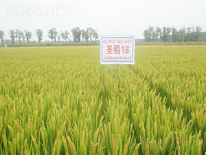 ʥ��18-ˮ���N��-���r(n��ng)�N�I(y��)