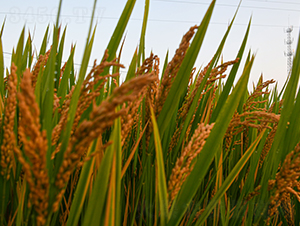 ���r(n��ng)303-ˮ���N��-���r(n��ng)�N�I(y��)