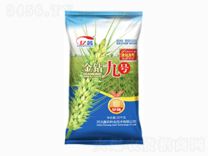 金鉆九號(hào)（小麥種子）-鑫農(nóng)種業(yè)
