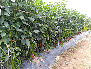 ����102-�����N��-��(y��u)�Π�����