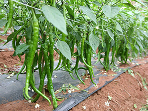 ����103-�����N��-��(y��u)�Π�����