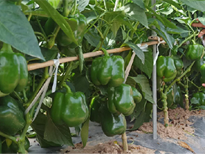 ����121-�����N��-��(y��u)�Π�����