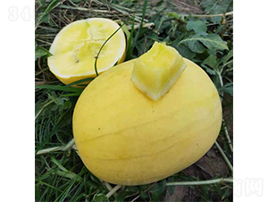 禮品西瓜金爵-西瓜種子-優(yōu)奈爾生物