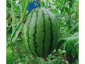 �YƷ��������-���ϷN��-��(y��u)�Π�����