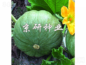 ���y��-�ϹϷN��-���зN�I(y��)