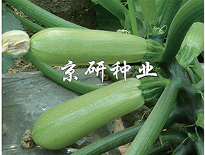 ����293-�����J�N��-���зN�I(y��)