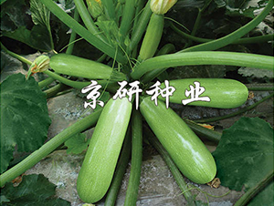 ����CRV4-�����J�N��-���зN�I(y��)