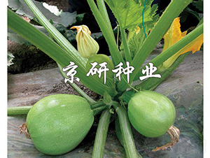 ����-�����J�N��-���зN�I(y��)