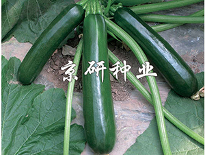 ����-�����J�N��-���зN�I(y��)