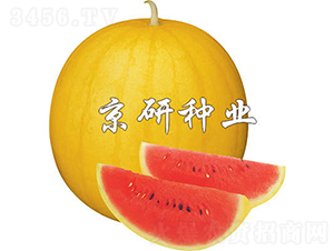 �SƤ����1̖(h��o)-���ϷN��-���зN�I(y��)