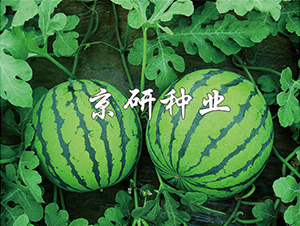 ����7̖(h��o)-���ϷN��-���зN�I(y��)