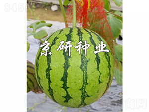 ����-���ϷN��-���зN�I(y��)