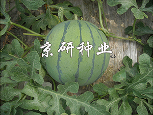 ���P-���ϷN��-���зN�I(y��)