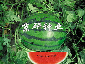 ����-���ϷN��-���зN�I(y��)