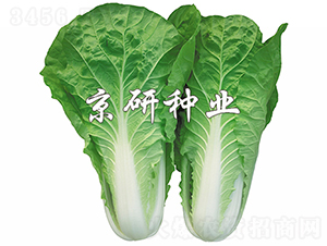 ���п��6̖(h��o)-�ײ˷N��-���зN�I(y��)