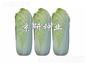 �������޲�-�ײ˷N��-���зN�I(y��)