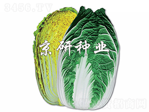 �����S-�ײ˷N��-���зN�I(y��)