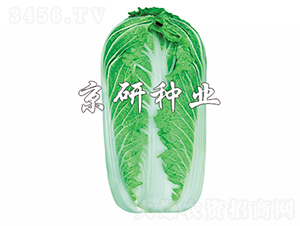 ����61̖(h��o)-�ײ˷N��-���зN�I(y��)