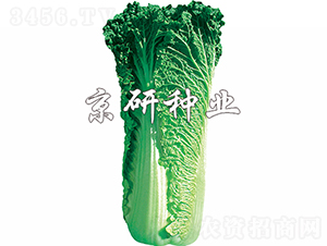 ����60̖(h��o)-�ײ˷N��-���зN�I(y��)