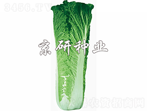 ����65̖(h��o)-�ײ˷N��-���зN�I(y��)