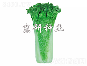 ����555-�ײ˷N��-���зN�I(y��)