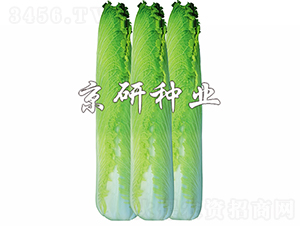 ����70-�ײ˷N��-���зN�I(y��)