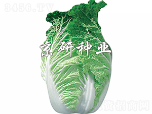 ����75̖(h��o)-�ײ˷N��-���зN�I(y��)