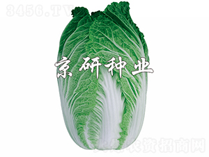 ����76-�ײ˷N��-���зN�I(y��)