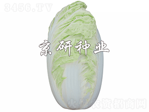 ����4̖(h��o)-�ײ˷N��-���зN�I(y��)