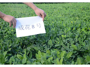 �ɻ�8̖-�����N��-���S�N�I(y��)