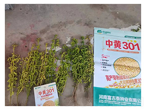 ���S301-�󶹷N��-���S�N�I(y��)