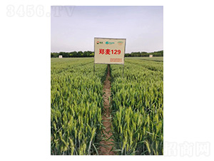 ����129-С���N��-���S�N�I(y��)