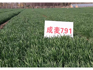 ����791-С���N��-���S�N�I(y��)