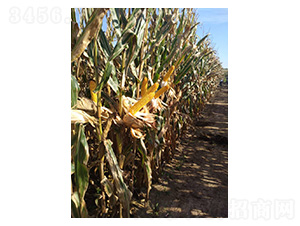 ����622-���׷N��-���S�N�I(y��)